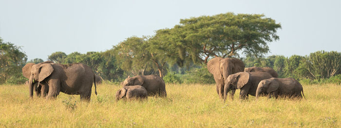African elephant, loxodonta africana, queen elizabeth national park, uganda