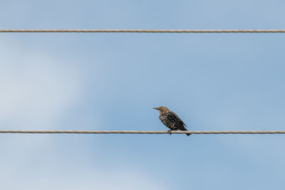 Low angle view of bird perching on cable against clear sky