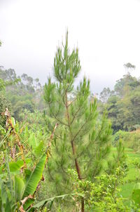 Close-up of fresh green plants and trees against sky