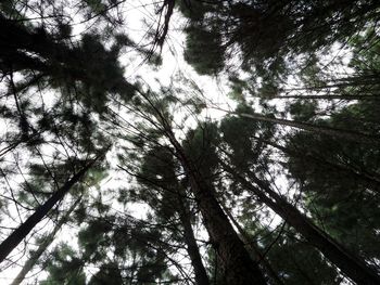 Low angle view of trees