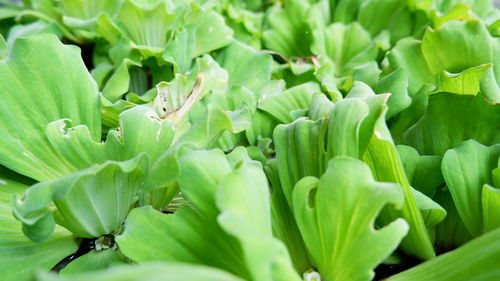 Close-up of green leaves