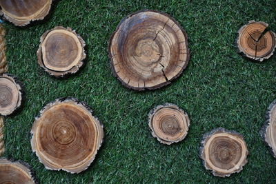 High angle view of plants on field