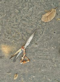 High angle view of crab on sand