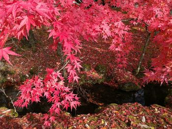 Close-up of maple tree during autumn