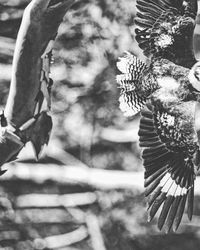 Close-up of flower tree