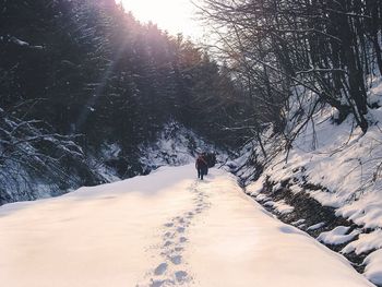 Snow covered footpath amidst bare trees