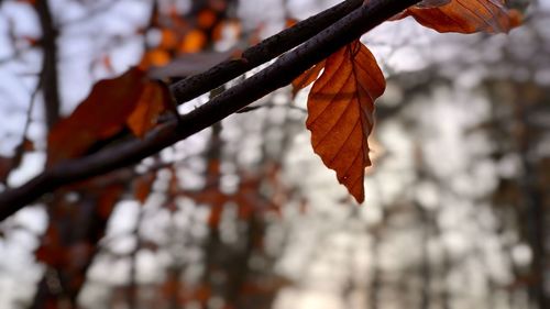 Close-up of dry leaves on branch against blurred background