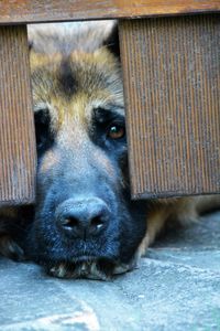 Close-up portrait of dog