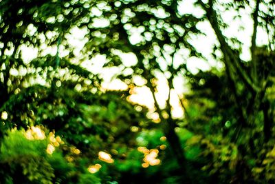 Low angle view of trees in forest