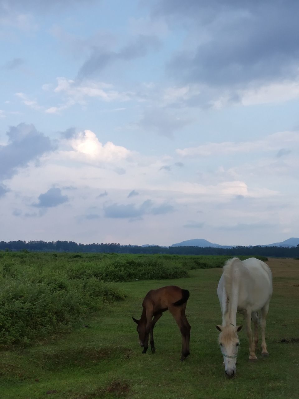 HORSES GRAZING IN FIELD