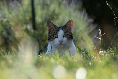 Portrait of cat on grass