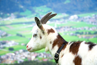 Close-up of horse on field