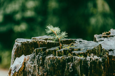 Close-up of lichen on tree stump
