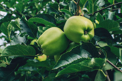 Close-up of apples growing on tree