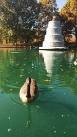 Swan swimming on lake