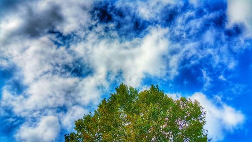 Low angle view of trees against blue sky