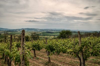 Scenic view of vineyard against sky