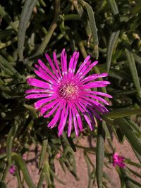 Close-up of purple flower