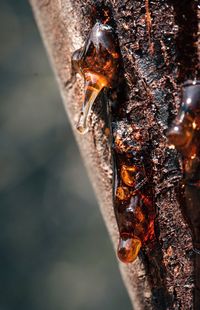 Close-up of insect on tree trunk