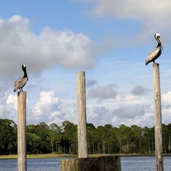 Seagulls perching on wooden post in sea against sky