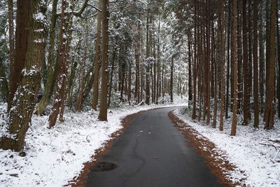 Road amidst trees in forest during winter