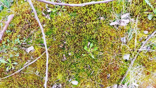 High angle view of moss growing on field