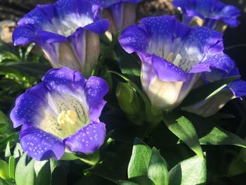 Close-up of purple iris