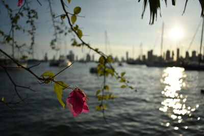 Close-up of flowers against sky at sunset