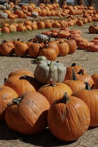 Close-up of pumpkins at market