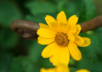 Close-up of insect on yellow flower