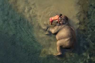 High angle view of elephant taking bath in water with human 