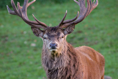 Portrait of deer on field