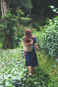 Rear view image of a beautiful asian woman picking tea leaf in a highland tea plantation