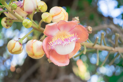 Close-up of pink flowering plant