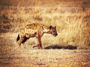 View of an animal running on field