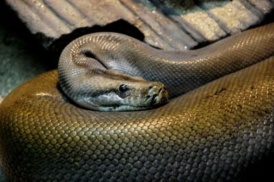 Close-up of turtle in zoo