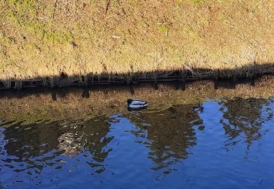 View of birds in lake