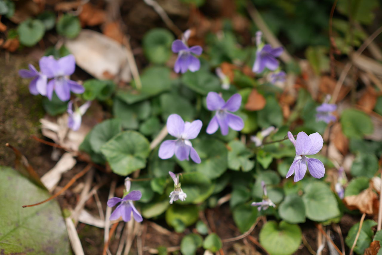 HIGH ANGLE VIEW OF PURPLE FLOWERING PLANT