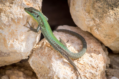 Close-up of lizard on rock