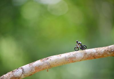 Miniature figure of cycling.