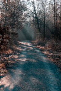 Dirt road amidst trees in forest