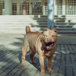 Close-up portrait of dog