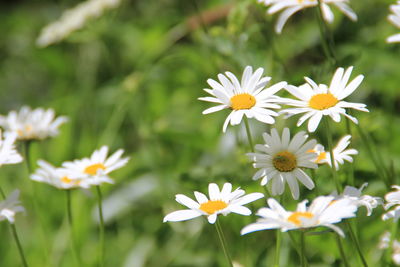 Daisy flowers on field