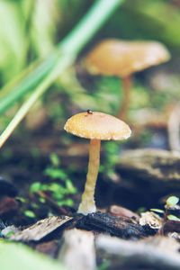 Mushrooms growing in forest