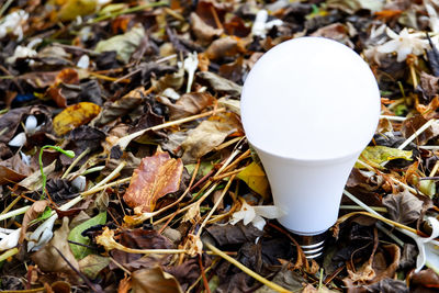 High angle view of dry leaves on land