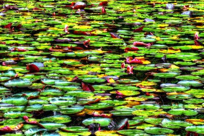 Full frame shot of lotus leaves floating on lake