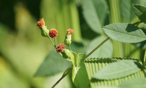 Close-up of plant