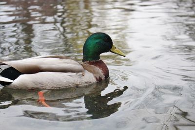 Duck swimming in a lake