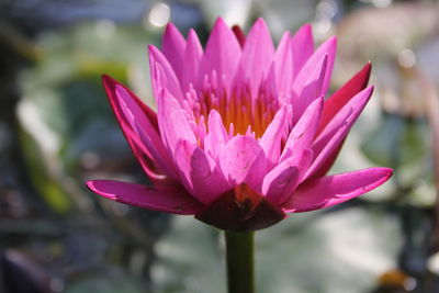 Close-up of pink water lily in pond