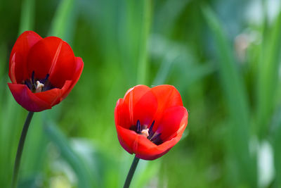 Close-up of red poppy growing on field